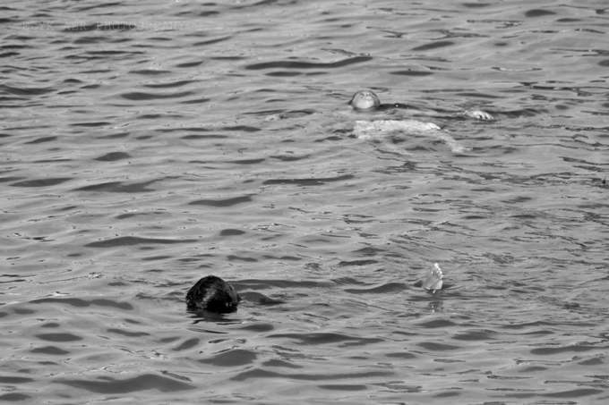Two Boys in Water